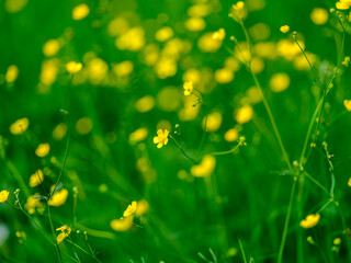 yellow flowers in green grass