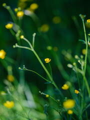yellow flowers in green grass