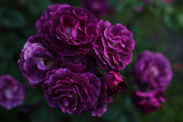 Rose of bright purple color of the Minerva variety