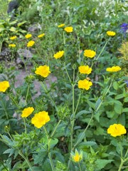 yellow Blooming potentilla recta in the summer garden. Flower background