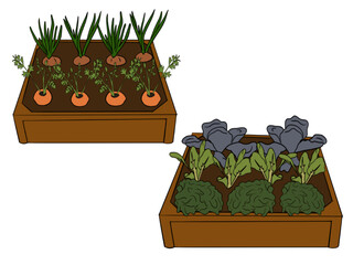 Vegetables, carrot, onion, lettuce, radishes, beets  in a container, cedar container garden,  planter box
