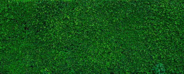 Small green leaves in hedge wall texture background. Closeup green hedge plant in garden. Eco...