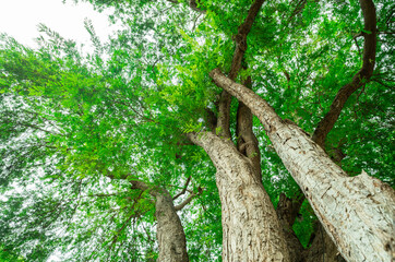 Green tree in forest. Nature background for carbon neutrality. Natural carbon sink fight climate...