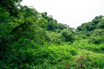 Landscape of tropical peat swamp forest. Natural carbon sink. Climate balance, biodiversity, and...