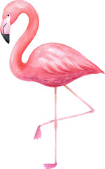 Watercolor painting of a pink flamingo on transparent background.