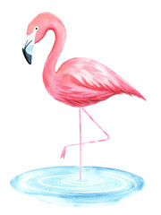 Watercolor flamingo standing in water on transparent background.