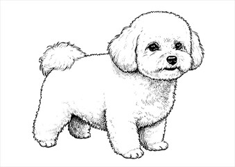 Bichon Frise pet portrait engraving intricate retro hand drawn style line art black and white vector illustration, isolated on white background