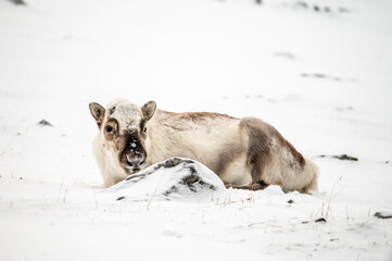 Svalbard Reindeer on the snow