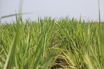 sugarcane fields, corn fields, sugarcane farming, ramanathapuram, rameshwaram, madurai, tamilnadu, India, asia 