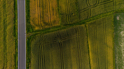 Wheat, corn and rapeseed field. Agriculture field. Young green wheat growing. Top view