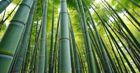 bamboo forest background