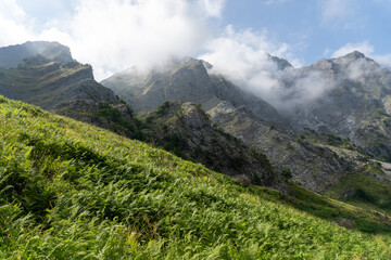 apuane