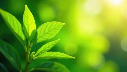 Close-up of vibrant green leaves gently swaying in a refreshing summer breeze, sunlight dappling through the foliage A feeling of pure, clean air and natural serenity , leaves, healthy, meadow