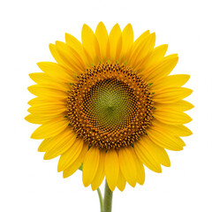 Fototapeta premium a close-up of a single blooming sunflower with detailed petals and seeds