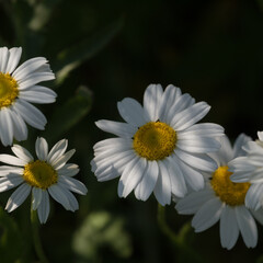 Obraz premium SUMMER LANDSCAPE - Blooming chamomile flowers in the field