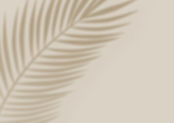 Tropical Palm Leaf Shadow Overlay on White Wall Background