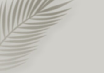 Tropical Palm Leaf Shadow Overlay on White Wall Background