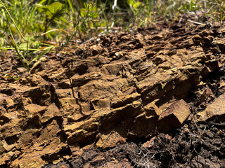 Close-Up of Rough Brown Tree Bark in Sunlight