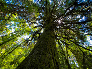 Upward View of a Tall Moss-Covered Tree in Lush Forest