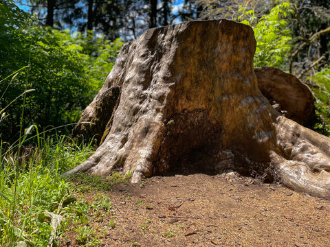 Old Tree Stump With Exposed Roots in Sunlit Forest Clearing Woodland Nature Concept