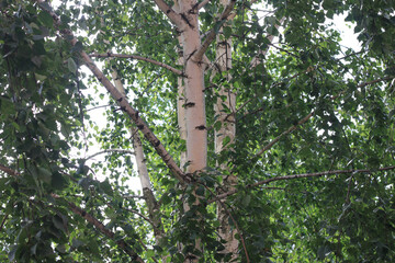 Beautiful birch trees in summer