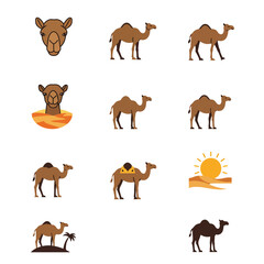 Camel illustration set with various poses and desert features