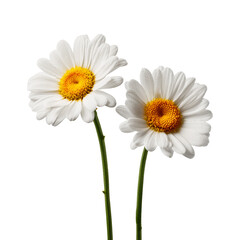 White daisy flowers isolated on white or transparent background