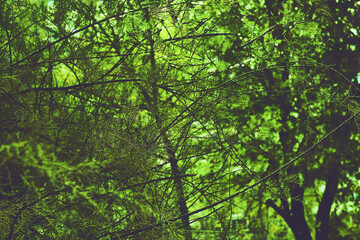 Riot of green.Dark forest bushes in shadow