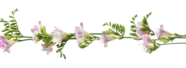 Beautiful fresh freesia flowers on white background