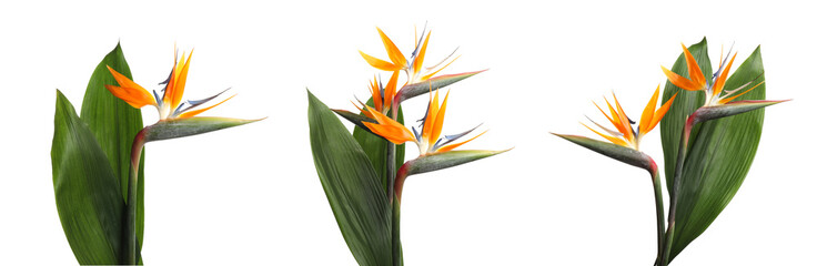 Bird of Paradise tropical flowers on white background, set