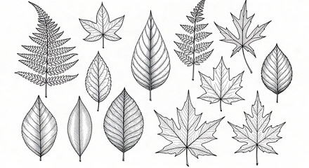 A collection of meticulously drawn leaves, showcasing diverse shapes and textures of various plant species.