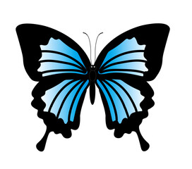 Stylized Blue and Black Butterfly Illustration