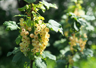 Bunches of ripe yellow currant berries on branches