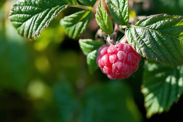Himbeere (Rubus idaeus)