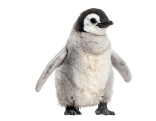 Obraz premium Adorable Baby Penguin Standing with Fluffy Feathers, isolated on a white background