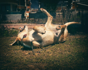 Playful puppy lying on back with stick in mouth outdoors