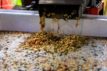 Freshly Harvested Coffee Being Pulped in a Coffee Processing Facility and fall into the container.