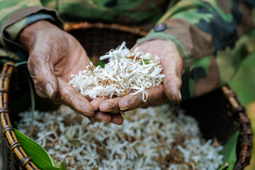 farmer shows coffee flowers in her hands, coffee flowers bloom in basket backgrounds,