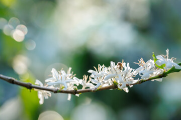 white coffee flowers blooming on the branches of the coffee tree in the mountain field,