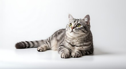 Silver Tabby Cat Lying Down on White Background