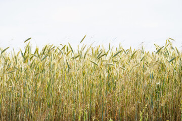 Obraz premium Field with wheat cobs close-up, background photo