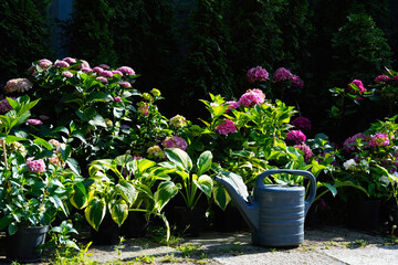 Summer garden consisting of pink hydrangeas and host