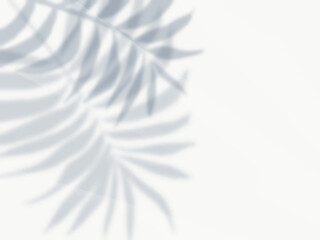 ヤシの葉の影が白い壁に映る背景素材