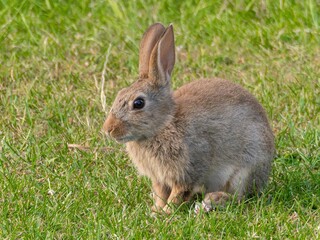 Wild baby rabbit in the grass, in sunlit, dreamy natural environment. Cute fluffy rabbit on green grass outdoors.