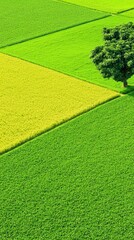 Vibrant Agricultural Fields with Green and Yellow Textures
