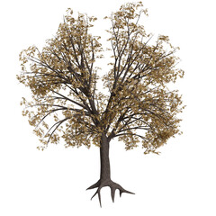 A digitally rendered deciduous tree, bare of leaves, exhibiting a muted brown and tan coloration....