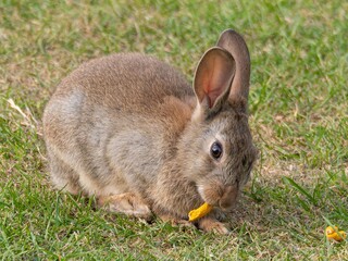 Wild baby rabbit in the grass, in sunlit, dreamy natural environment. Cute fluffy rabbit on green grass outdoors.