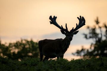 Silhouette of deer with large antler in meadow field against sky sunset background. 
