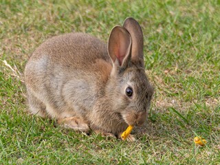 Wild baby rabbit in the grass, in sunlit, dreamy natural environment. Cute fluffy rabbit on green grass outdoors.
