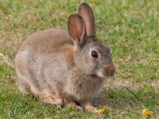 Wild baby rabbit in the grass, in sunlit, dreamy natural environment. Cute fluffy rabbit on green grass outdoors.